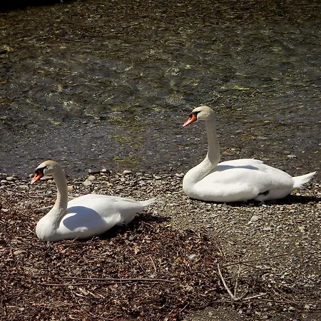 Riva Boutique I Restaurant I Club Hotel *