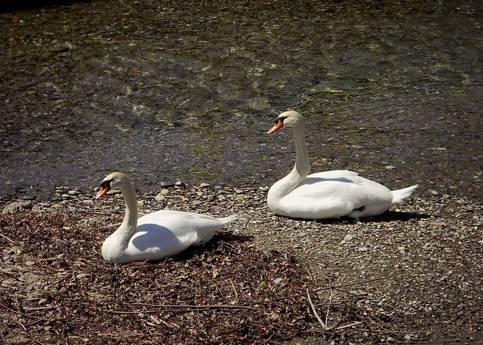 Riva Boutique I Restaurant I Club Hotel *